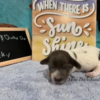 Rocky, a male Miniature Dachshund for sale in East Dover, VT – Photo 5 of 6