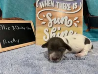 Rocky, a male Miniature Dachshund for sale in East Dover, VT – Photo 5 of 6