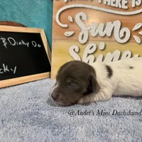 Rocky, a male Miniature Dachshund for sale in East Dover, VT – Photo 3 of 6