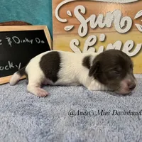Rocky, a male Miniature Dachshund for sale in East Dover, VT – Photo 1 of 6