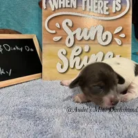 Rocky, a male Miniature Dachshund for sale in East Dover, VT – Photo 2 of 6