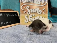 Rocky, a male Miniature Dachshund for sale in East Dover, VT – Photo 2 of 6