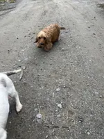 Bruno - Mini Wirehair , a male Dachshund for sale in East Dover, VT – 2 of 5