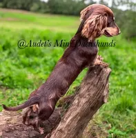 Duke, a male Miniature Dachshund for sale in East Dover, VT – Photo 1 of 3