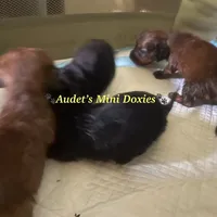 Duke, a male Miniature Dachshund for sale in East Dover, VT – Photo 3 of 3