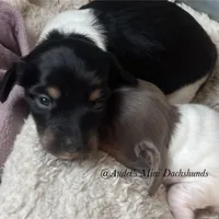 Duke, a male Miniature Dachshund for sale in East Dover, VT – Photo 2 of 3