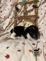 Sprite - Blk Piebald LH , a male Miniature Dachshund for sale in East Dover, VT – 7 of 10