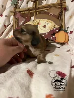 Rosie - Shade Cream , a female Miniature Dachshund for sale in East Dover, VT – 8 of 10