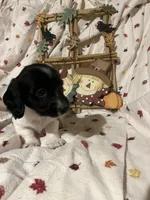 Sprite - Blk Piebald LH , a male Miniature Dachshund for sale in East Dover, VT – 3 of 10