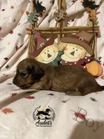 Boomer - Shade Cream , a male Miniature Dachshund for sale in East Dover, VT – 5 of 10