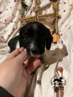 Sprite - Blk Piebald LH , a male Miniature Dachshund for sale in East Dover, VT – 5 of 10
