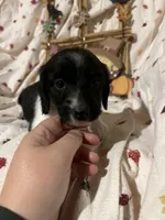 Sprite - Blk Piebald LH , a male Miniature Dachshund for sale in East Dover, VT – 8 of 10
