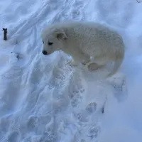LDG, a  Great Pyrenees and Maremma Sheepdog for sale in East Dover, VT – Photo 8 of 9