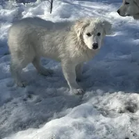 LDG, a  Great Pyrenees and Maremma Sheepdog for sale in East Dover, VT – Photo 2 of 9