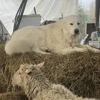 LDG, a  Great Pyrenees and Maremma Sheepdog for sale in East Dover, VT – Photo 3 of 9