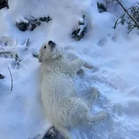 LDG, a  Great Pyrenees and Maremma Sheepdog for sale in East Dover, VT – Photo 7 of 9
