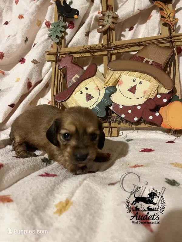 Rosie - Shade Cream  – Miniature Dachshund puppy for sale in East Dover, VT