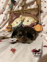 Hugo - Shade Cream Sable , a male Miniature Dachshund for sale in East Dover, VT – 10 of 10
