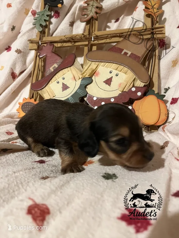 Hugo - Shade Cream Sable  – Miniature Dachshund puppy for sale in East Dover, VT