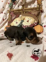 Hugo - Shade Cream Sable , a male Miniature Dachshund for sale in East Dover, VT – 1 of 10