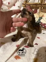 Boomer - Shade Cream , a male Miniature Dachshund for sale in East Dover, VT – 3 of 10