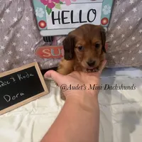 Dora, a female Miniature Dachshund for sale in East Dover, VT – Photo 1 of 10