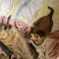 Dora, a female Miniature Dachshund for sale in East Dover, VT – Photo 9 of 10