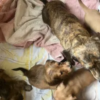 Dora, a female Miniature Dachshund for sale in East Dover, VT – Photo 8 of 10