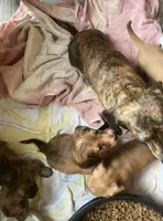 Dora, a female Miniature Dachshund for sale in East Dover, VT – Photo 8 of 10