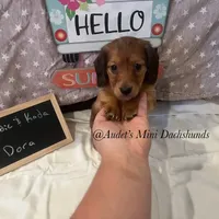 Dora, a female Miniature Dachshund for sale in East Dover, VT – Photo 6 of 10