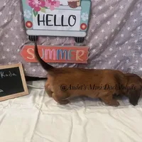 Dora, a female Miniature Dachshund for sale in East Dover, VT – Photo 7 of 10