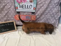 Dora, a female Miniature Dachshund for sale in East Dover, VT – Photo 7 of 10