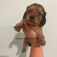 Dora, a female Miniature Dachshund for sale in East Dover, VT – Photo 3 of 10