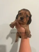 Dora, a female Miniature Dachshund for sale in East Dover, VT – Photo 3 of 10