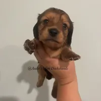 Dora, a female Miniature Dachshund for sale in East Dover, VT – Photo 2 of 10