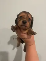 Dora, a female Miniature Dachshund for sale in East Dover, VT – Photo 2 of 10