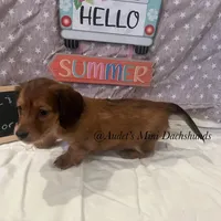 Dora, a female Miniature Dachshund for sale in East Dover, VT – Photo 5 of 10