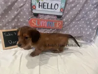 Dora, a female Miniature Dachshund for sale in East Dover, VT – Photo 5 of 10