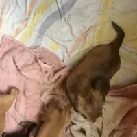 Dora, a female Miniature Dachshund for sale in East Dover, VT – Photo 4 of 10