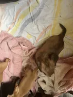 Dora, a female Miniature Dachshund for sale in East Dover, VT – Photo 4 of 10