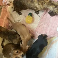 Dora, a female Miniature Dachshund for sale in East Dover, VT – Photo 10 of 10