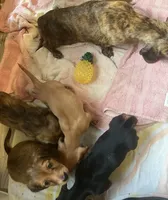 Dora, a female Miniature Dachshund for sale in East Dover, VT – Photo 10 of 10