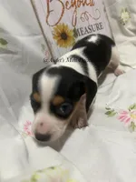 Snickers, a male Miniature Dachshund for sale in East Dover, VT – Photo 9 of 10