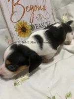 Snickers, a male Miniature Dachshund for sale in East Dover, VT – Photo 5 of 10