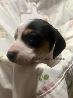 Snickers, a male Miniature Dachshund for sale in East Dover, VT – Photo 2 of 10