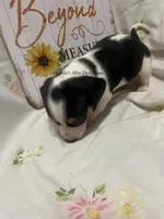 Snickers, a male Miniature Dachshund for sale in East Dover, VT – Photo 3 of 10