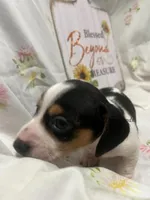 Snickers, a male Miniature Dachshund for sale in East Dover, VT – Photo 8 of 10