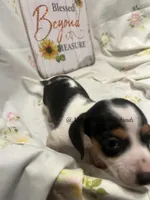 Snickers, a male Miniature Dachshund for sale in East Dover, VT – Photo 10 of 10