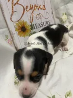 Snickers, a male Miniature Dachshund for sale in East Dover, VT – Photo 6 of 10