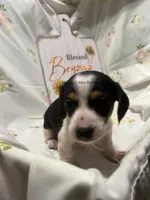 Snickers, a male Miniature Dachshund for sale in East Dover, VT – Photo 4 of 10